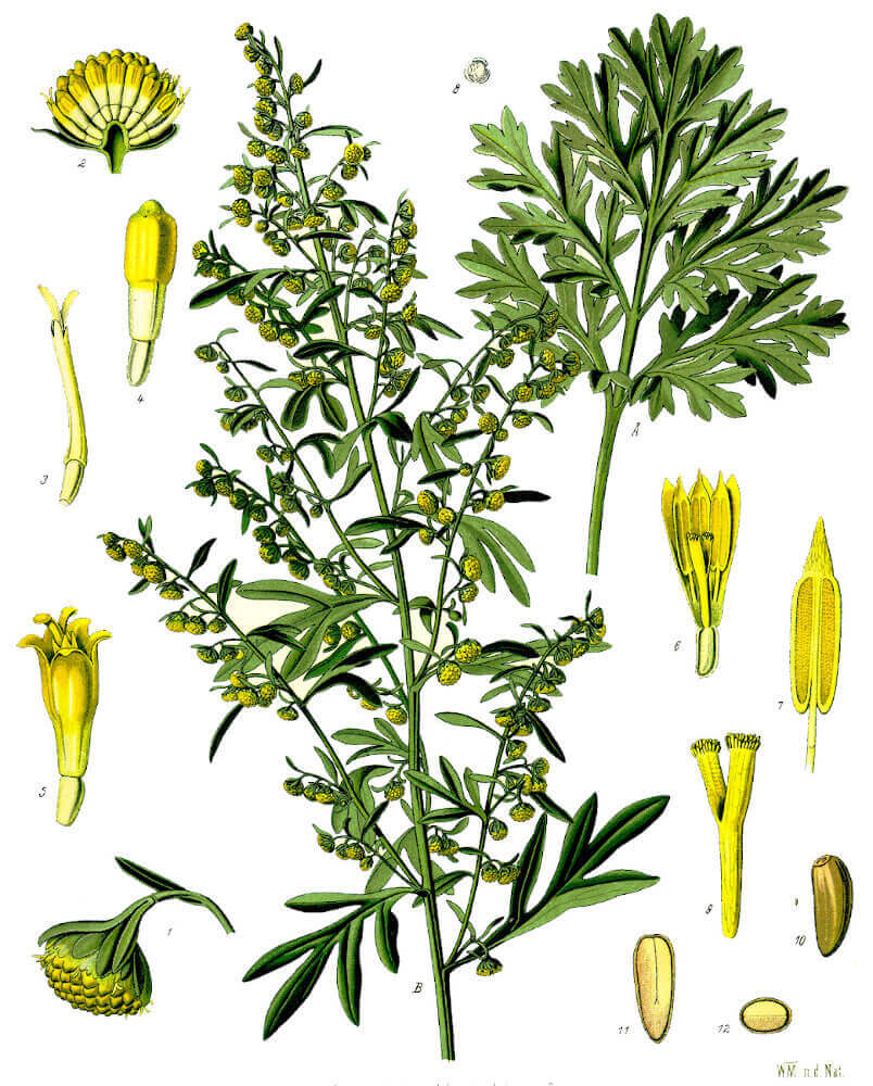 Wermutkraut - Artemisia absinthium gelbgruene Zeichnung vom Wermutkraut Artemisia absinthium
