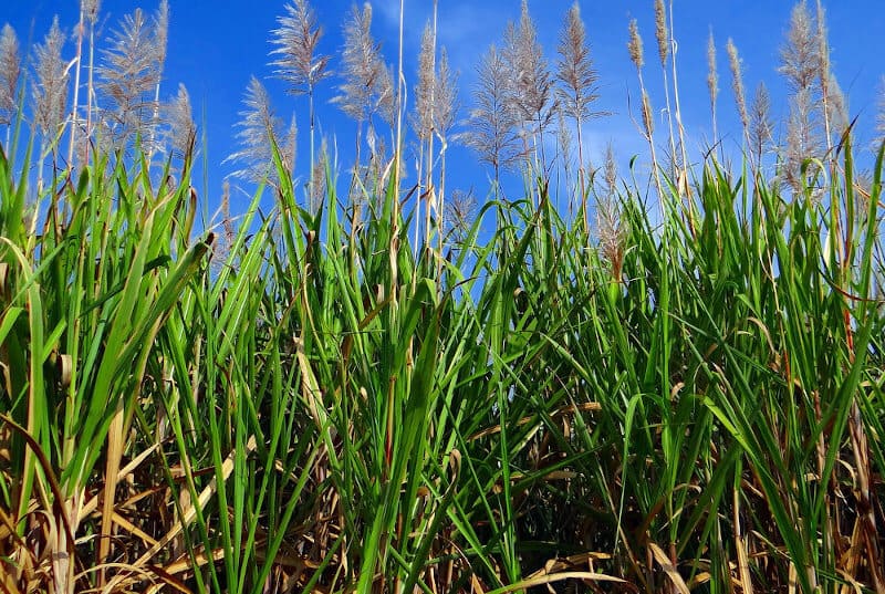 Zuckerrohr grünes Zuckerrohrfeld