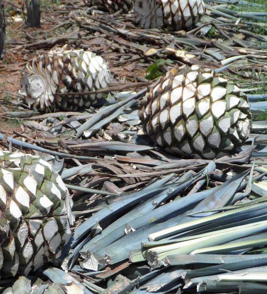 Agave Tequilana Agave Tequilana