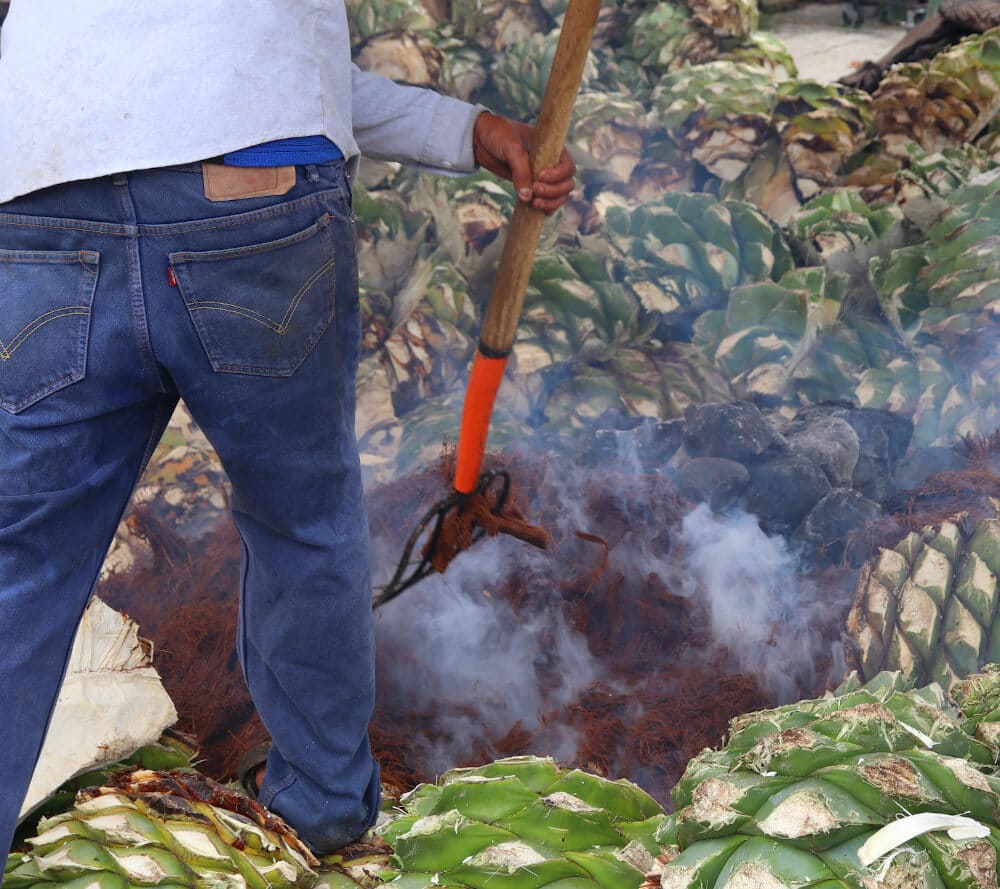 Agavenpflanzen werden gebacken Agavenpflanzen werden geernet und in einem Erdofen gebacken