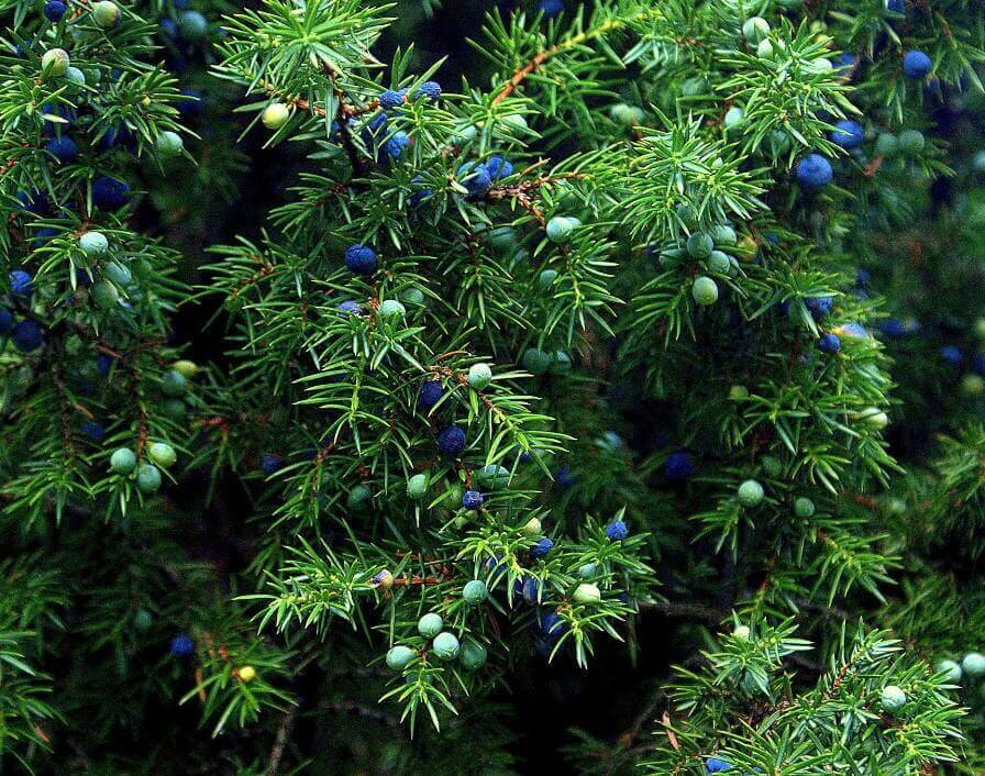 Wacholderstrauch Wacholderstrauch mit blauen Wacholderbeeren