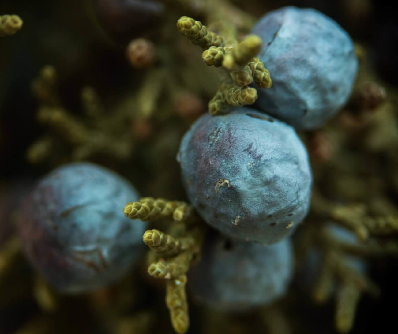blaue Wacholder Beeren an einem Strauch