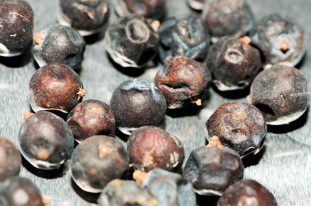 Wacholderbeeren - Gin getrocknete Wacholderbeeren