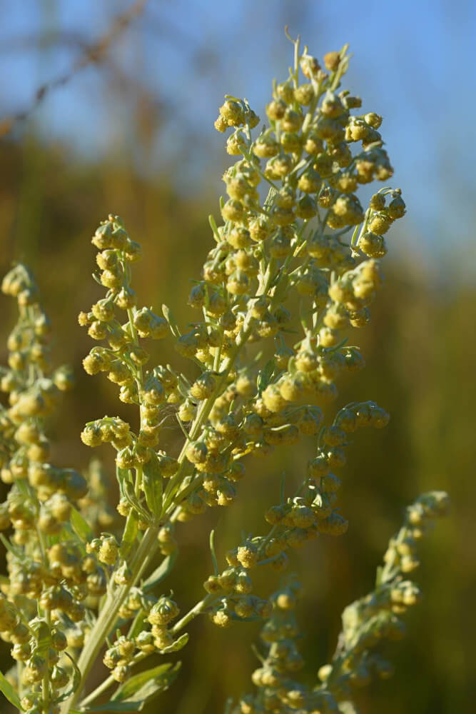 Wermutkraut Blüte gelbe Blüte vom Wermutkraut