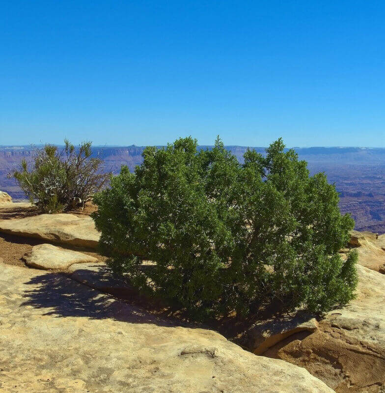 Wacholderstrauch Wacholderstrauch auf einem steinigen Hügel