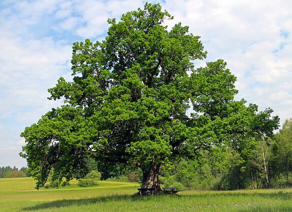 Eiche Eichenbaun