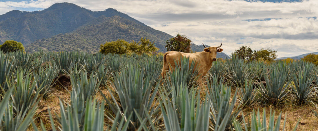 Mezcal und Tequila kaufen! eine kuh steht in Mexiko in einer Agavenplantage