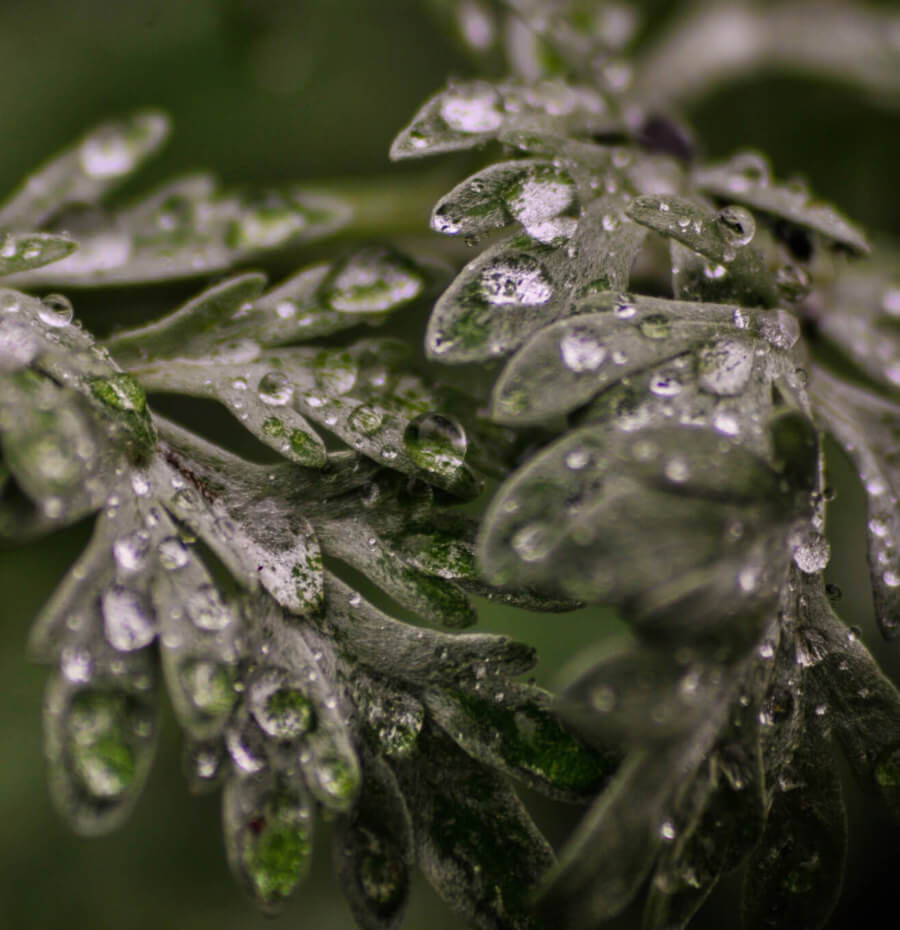Wermutkraut Wermutkraut mit Regentropfen
