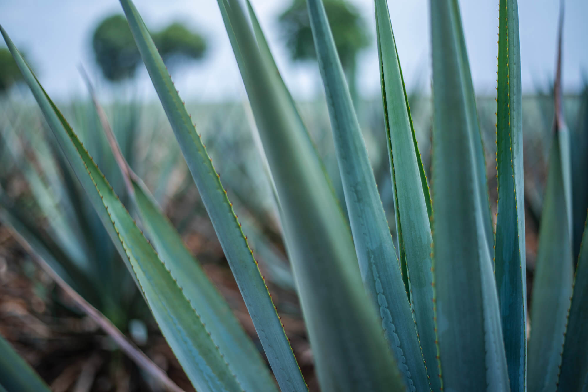 Blaue Agave für Tequila Blaue Agave für Tequila